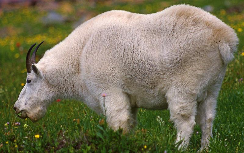 Glacier NP Aug-1990 Goat 1.jpg